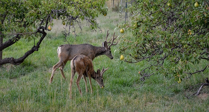 Deer-Eat-Pear