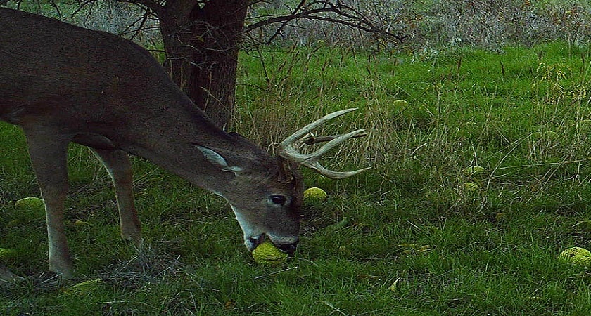 Deer-Eat-Osage-portocale