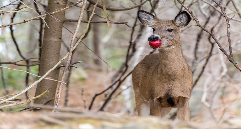 Do-Deer-Eat-Apple