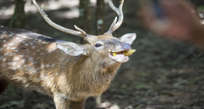 Do-Deer-Eat-Banana