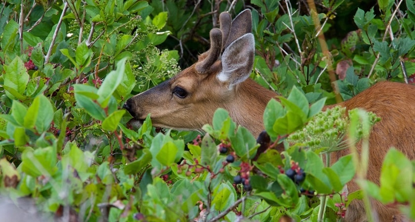 Do-Deer-Eat-Berries