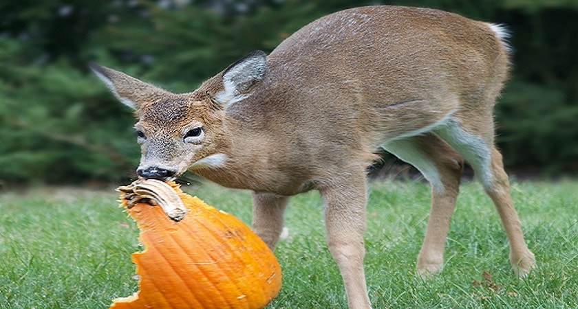 Do-Deer-Eat-Pumpkin