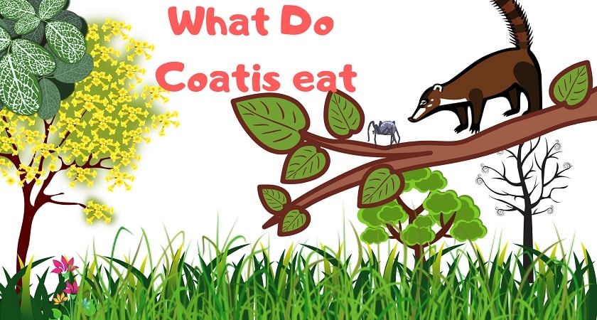 What-Do-Coatis-eat