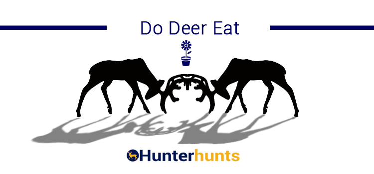 Do Deer Eat Flowers