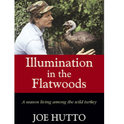 llumination in the Flatwoods