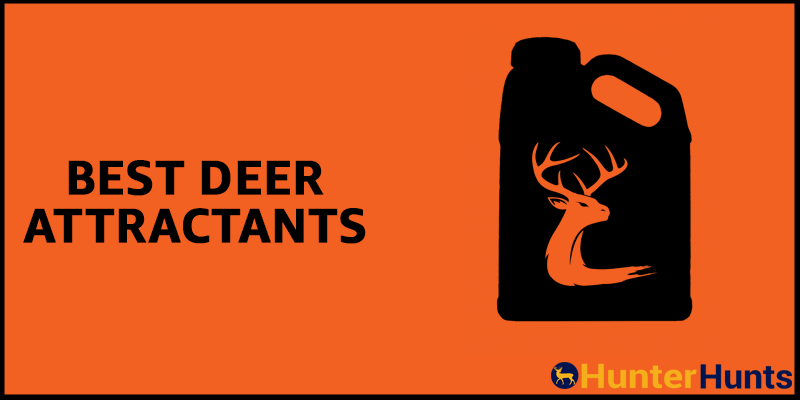 Best Deer Attractants